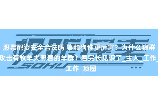 股票配资安全合法吗 狼和狗谁更厉害?为什么狼群不敢攻击有牧羊犬照看的羊群?看完长见识了_主人_工作_项圈